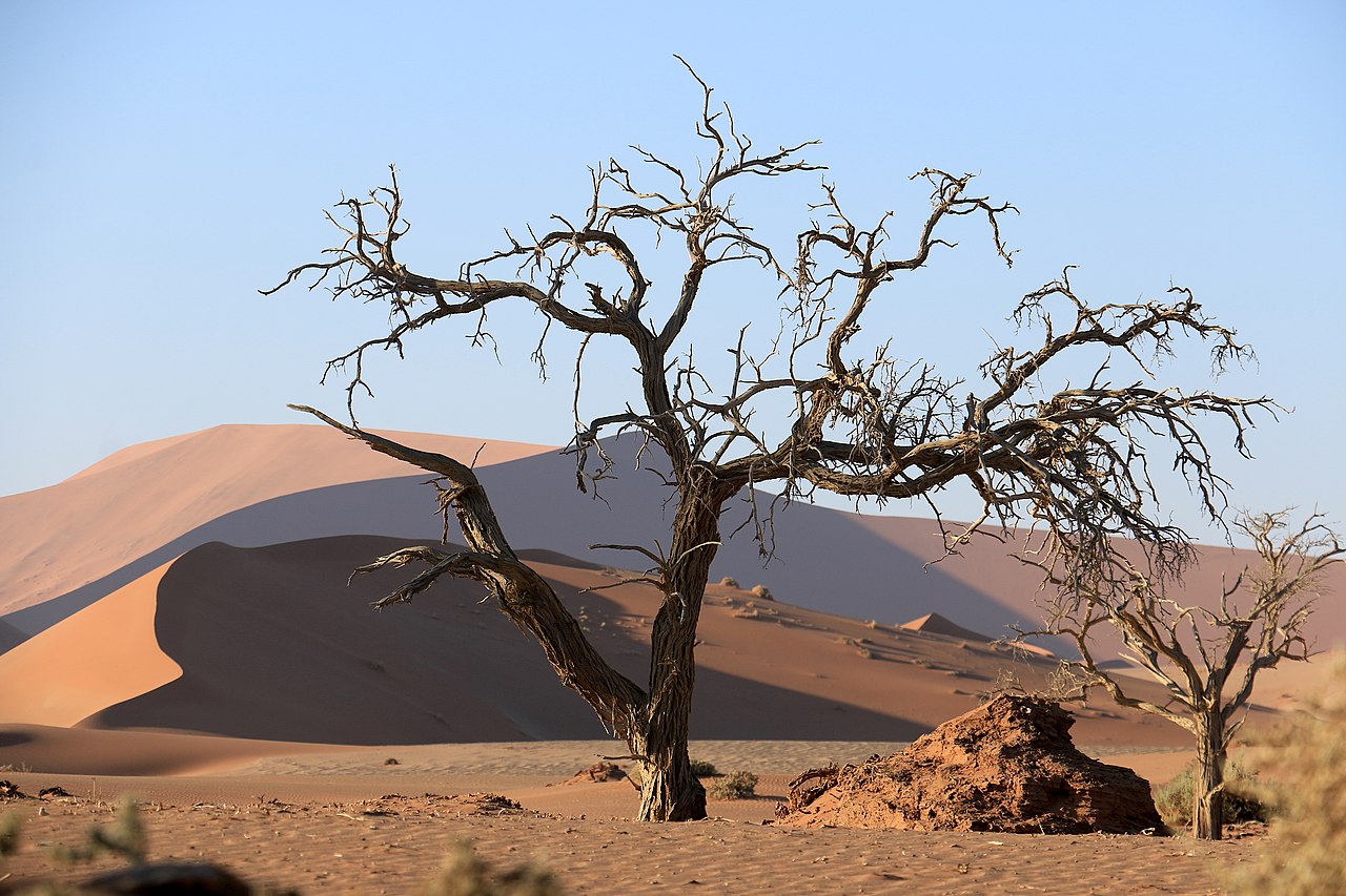 Vachellia erioloba er et tre, bilde fra Wikimedia (CC-BY-SA 4.0), https://en.wikipedia.org/wiki/Branch#/media/File:Kameldornbaum_Sossusvlei.jpg